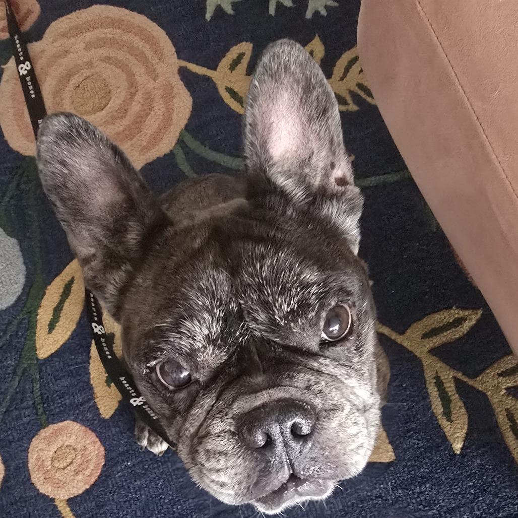 Enlarge Reacher, a Adoptable French Bulldog in Brooklyn, NY image 5/6