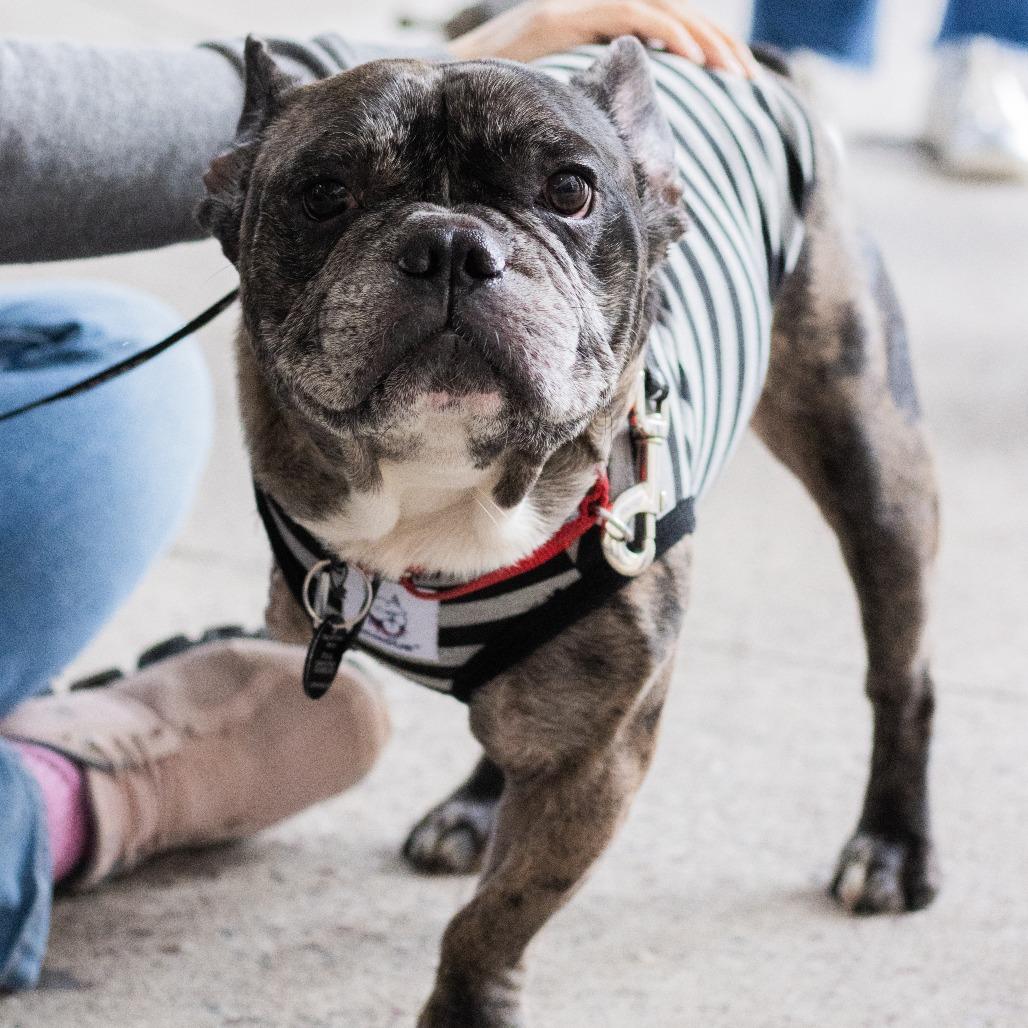 Enlarge Reacher, a Adoptable French Bulldog in Brooklyn, NY image 6/6