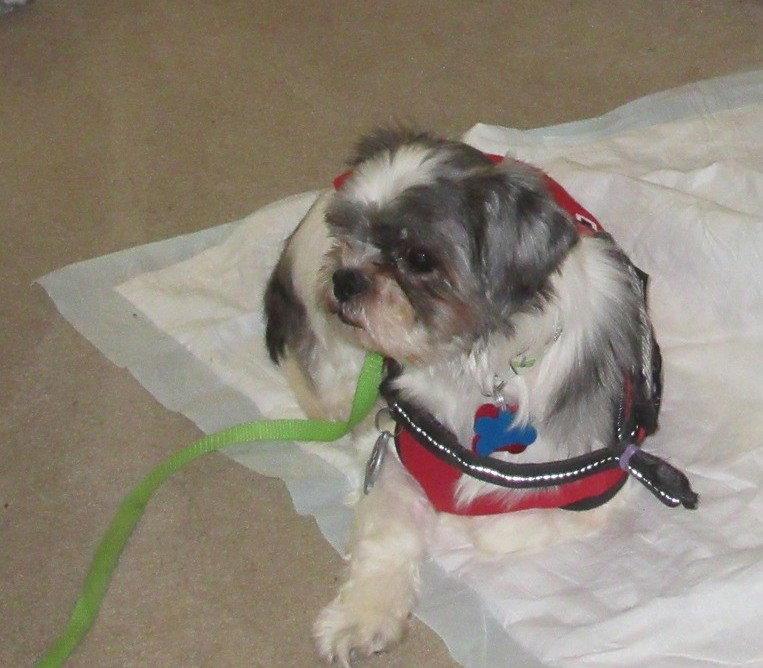 Enlarge Tilly, a Adopted Shih Tzu in London, ON image 1/3