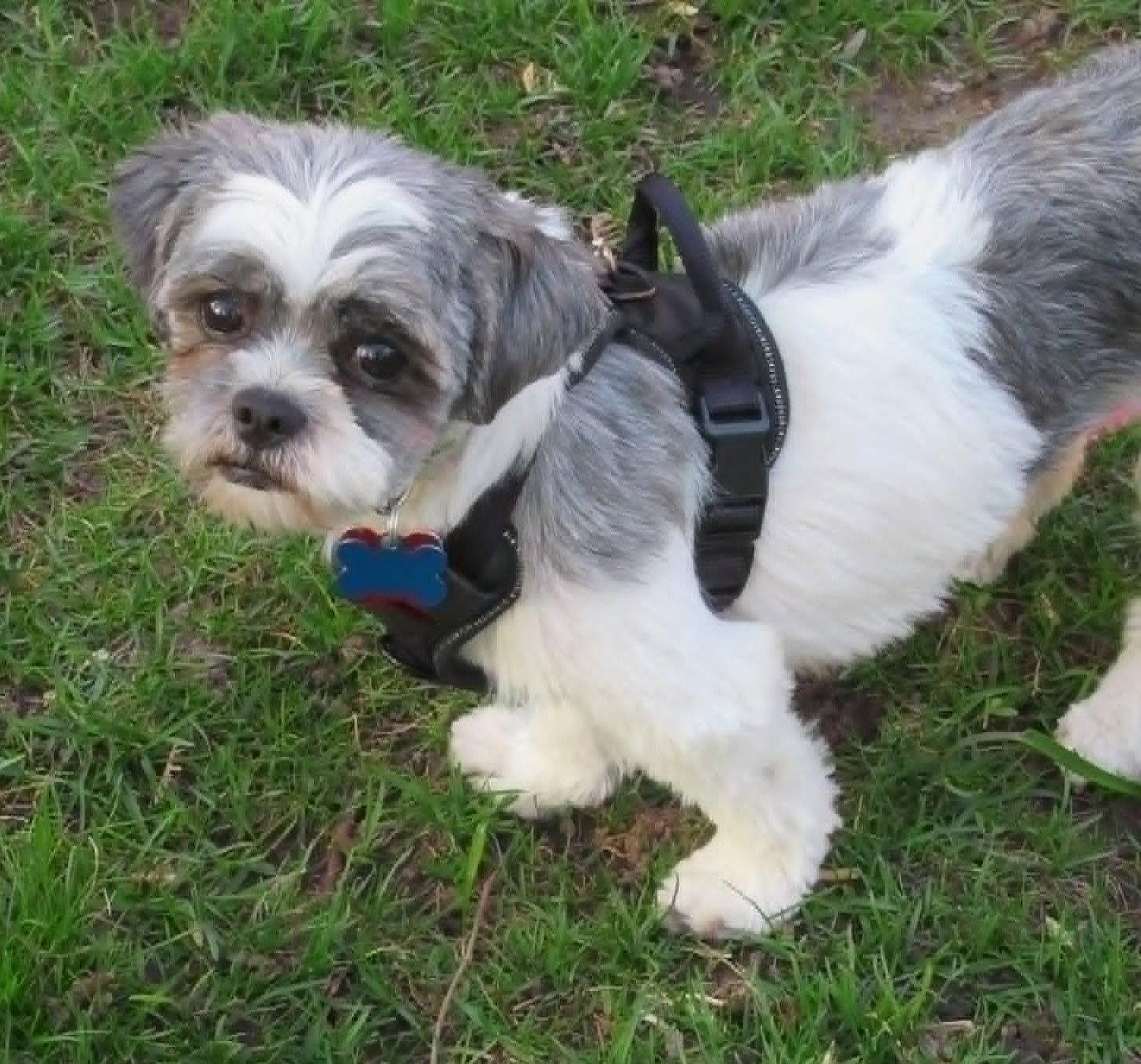 Enlarge Tilly, a Adopted Shih Tzu in London, ON image 2/3