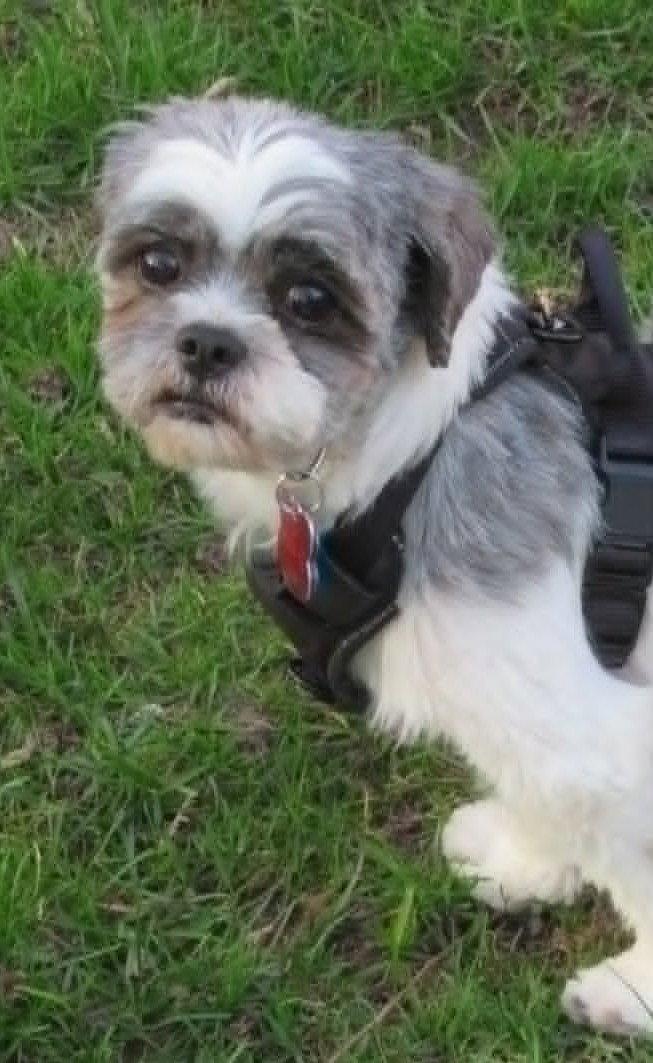 Enlarge Tilly, a Adopted Shih Tzu in London, ON image 3/3