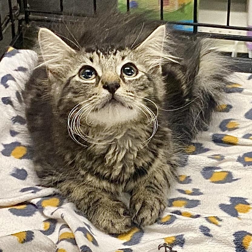 Starfish, ADOPTABLE, Kitten Male Domestic Medium Hair & Maine Coon.