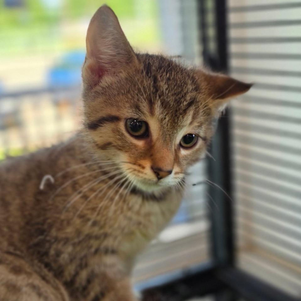 Enlarge Marco, a Adoptable Domestic Short Hair in Muncie, IN image 2/2