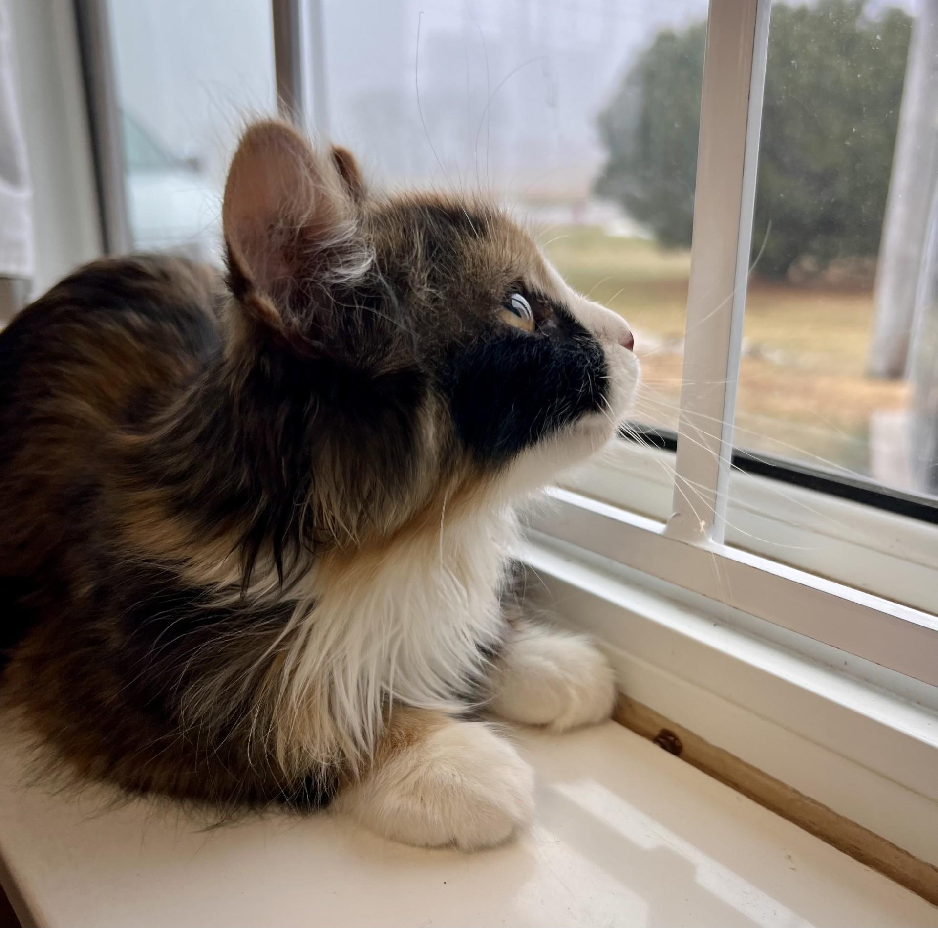 Enlarge Lady Bug-bonded with Hank, a ADOPTABLE Domestic Long Hair in Fairmont, MN image 2/3