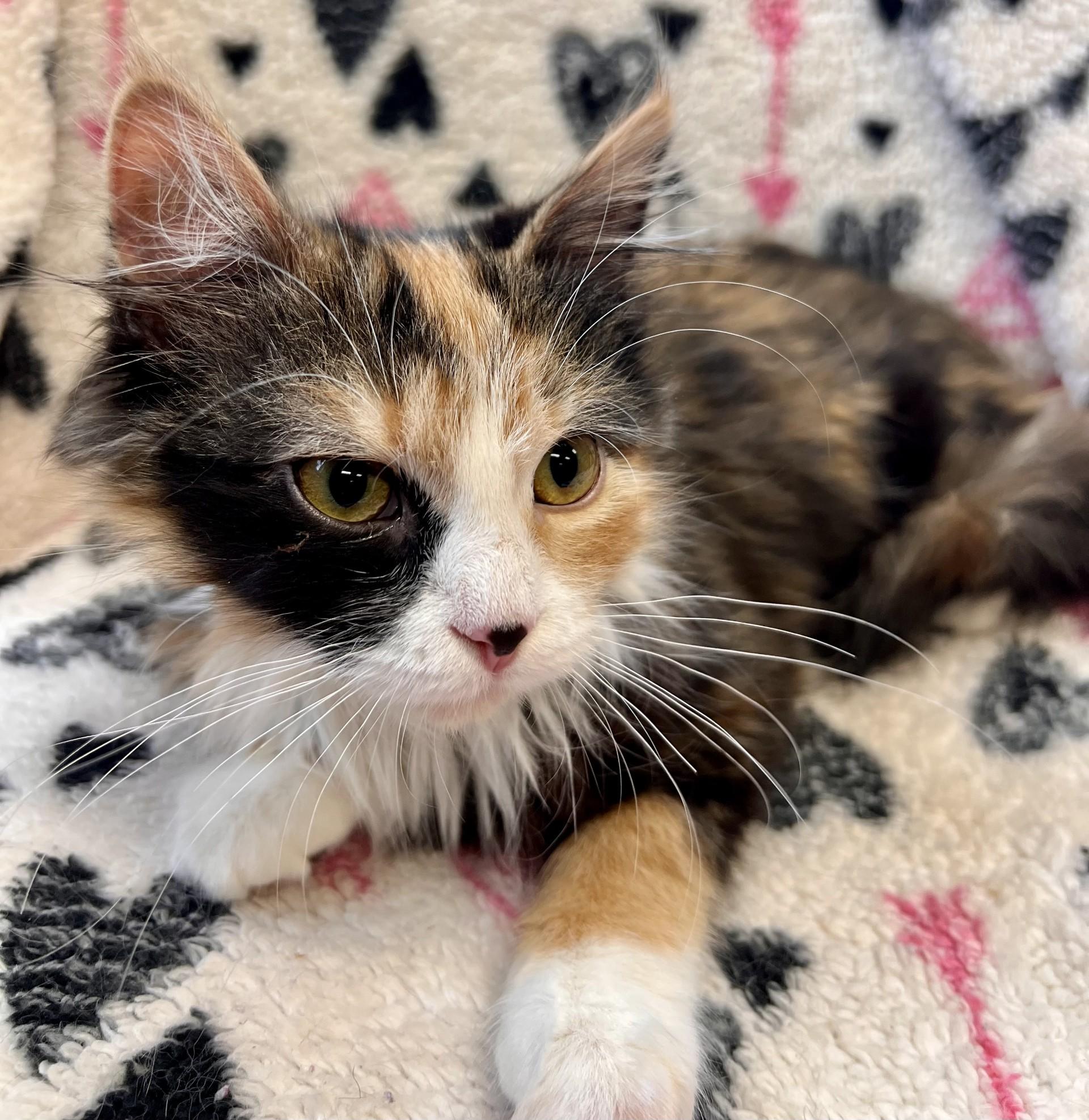 Enlarge Lady Bug-bonded with Hank, a ADOPTABLE Domestic Long Hair in Fairmont, MN image 3/3