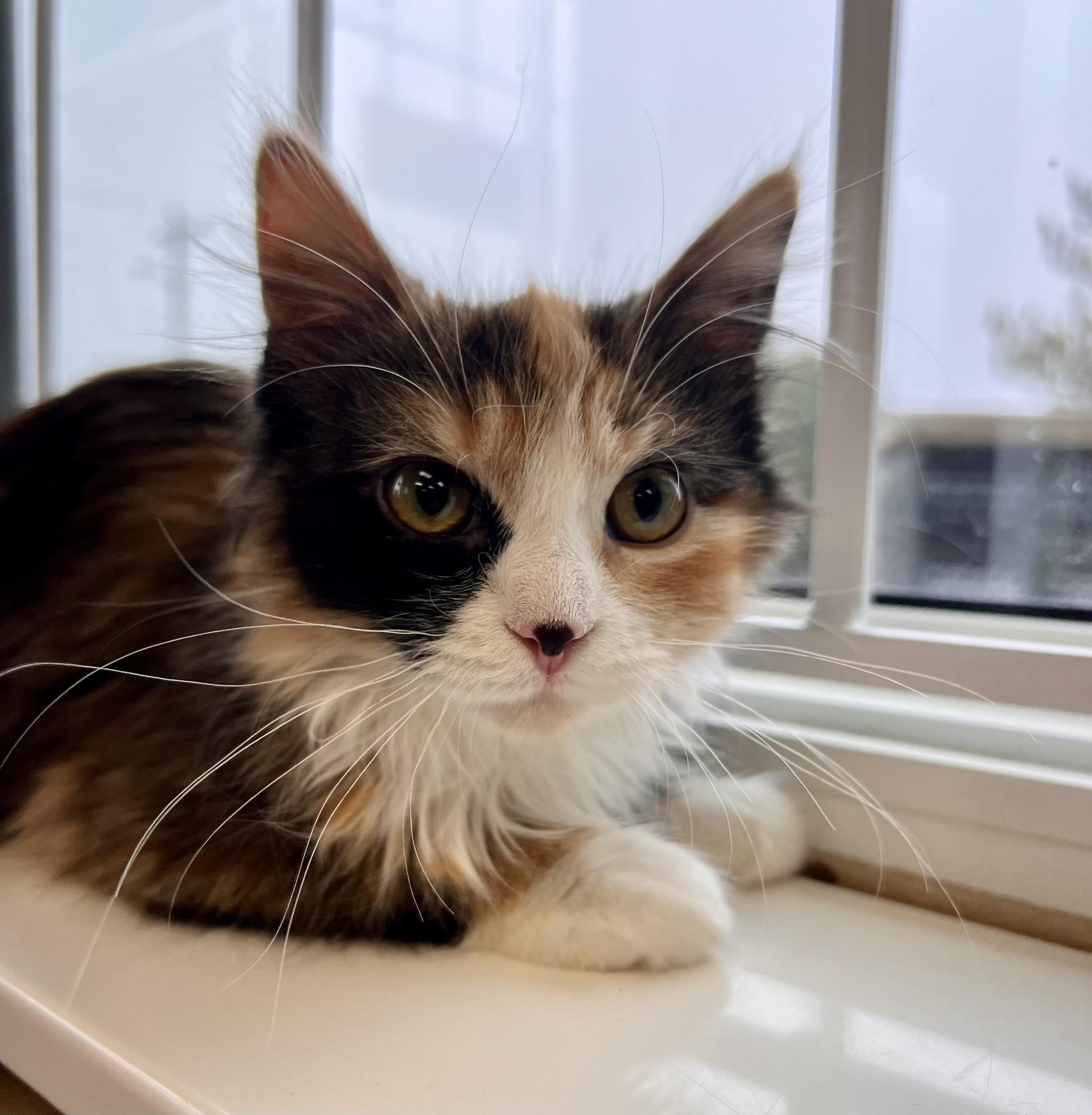 Lady Bug-bonded with Hank, ADOPTABLE, Kitten Female Domestic Long Hair.