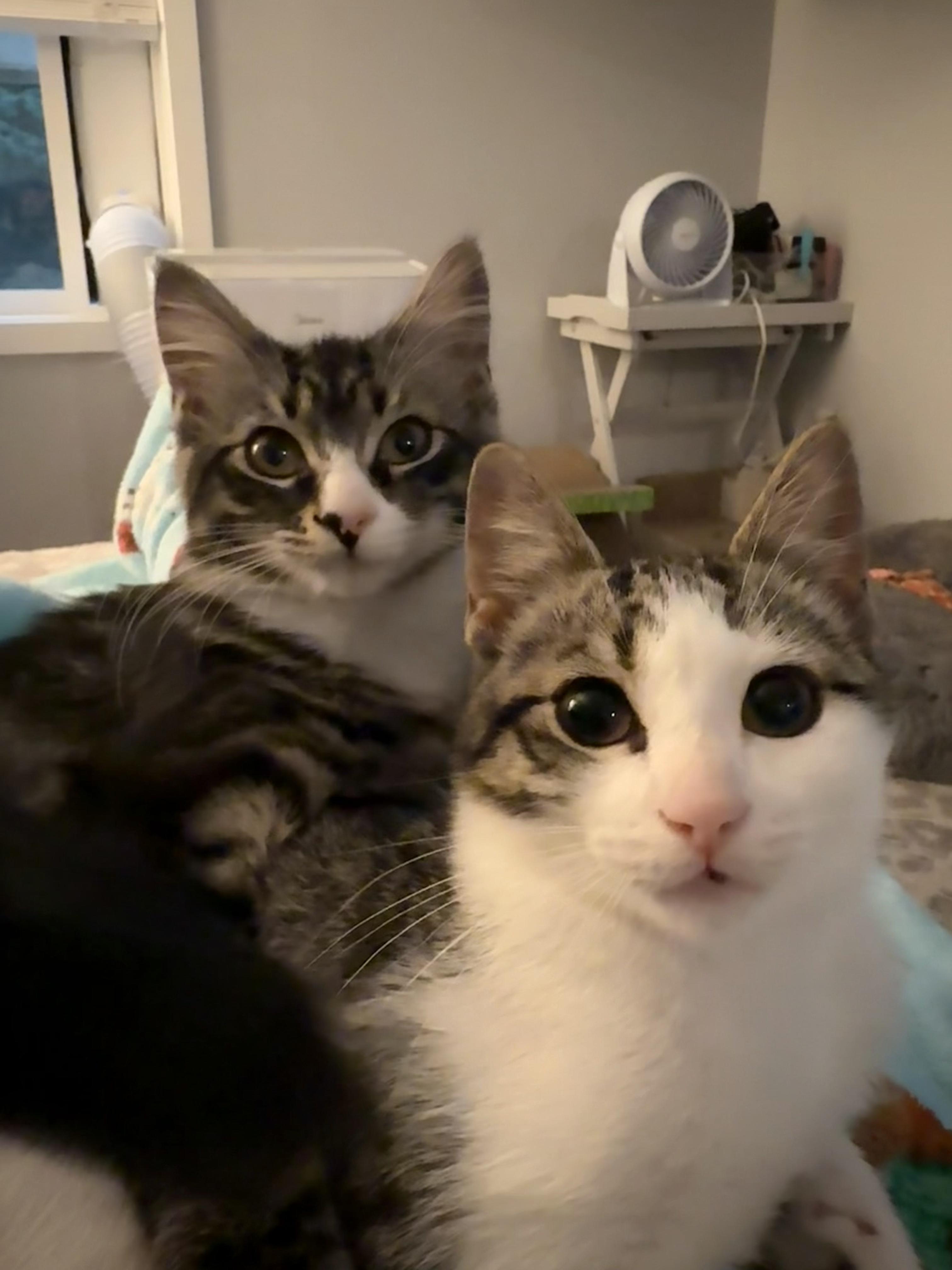 Walter & Della Domestic Medium Hair Cat