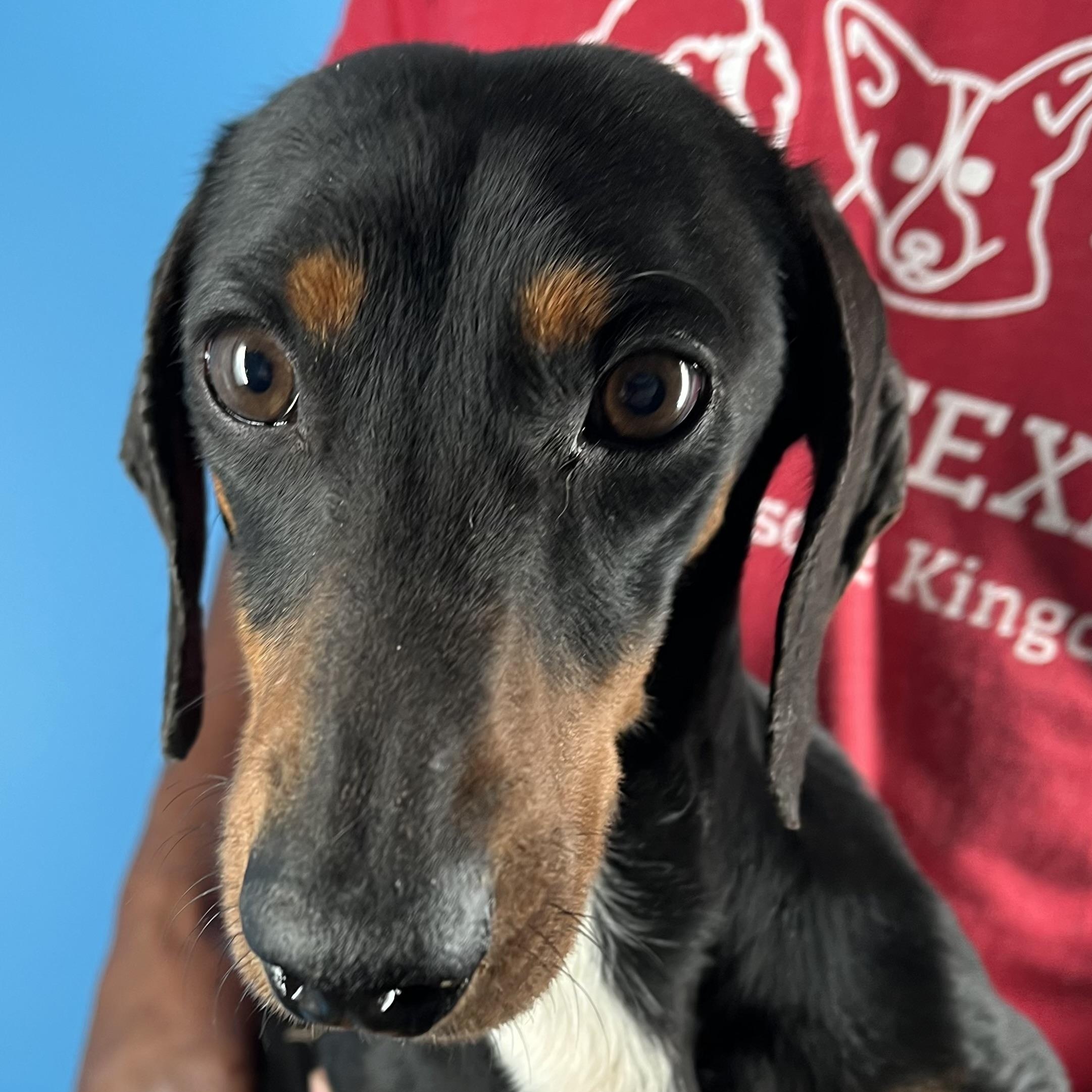 Duke - Local February 13-15, an adopted Dachshund in Happy Valley , OR image 2/6