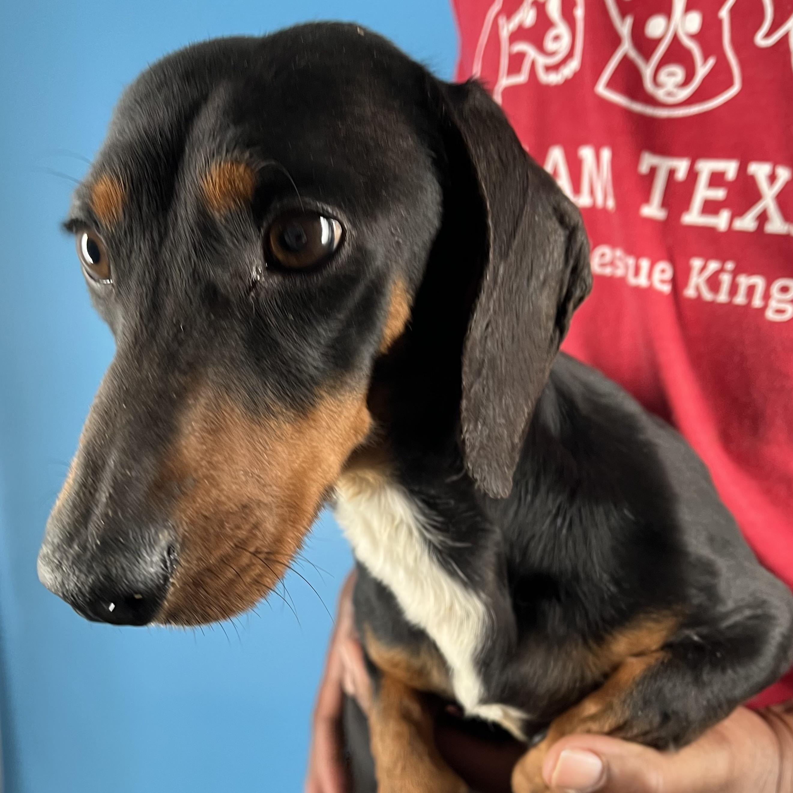 Duke - Local February 13-15, an adopted Dachshund in Happy Valley , OR image 3/6