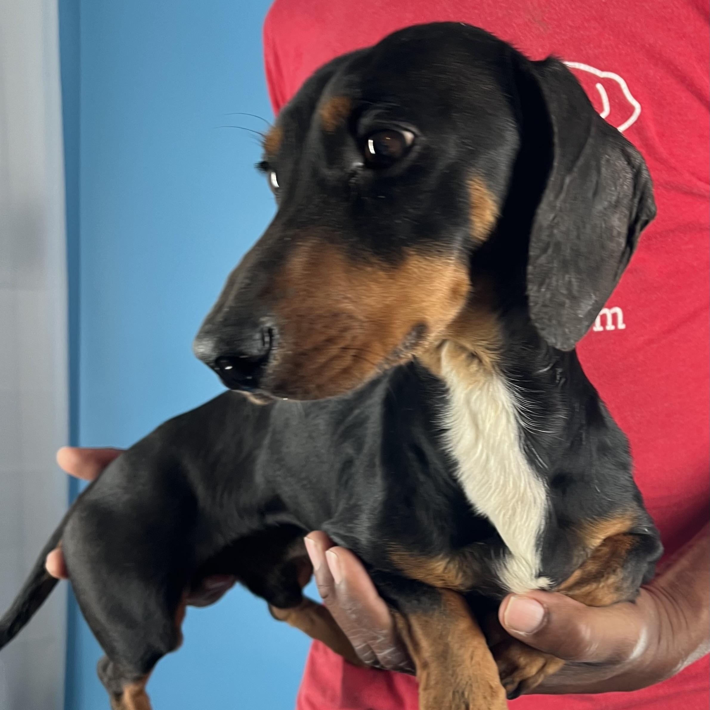 Duke - Local February 13-15, an adopted Dachshund in Happy Valley , OR image 4/6