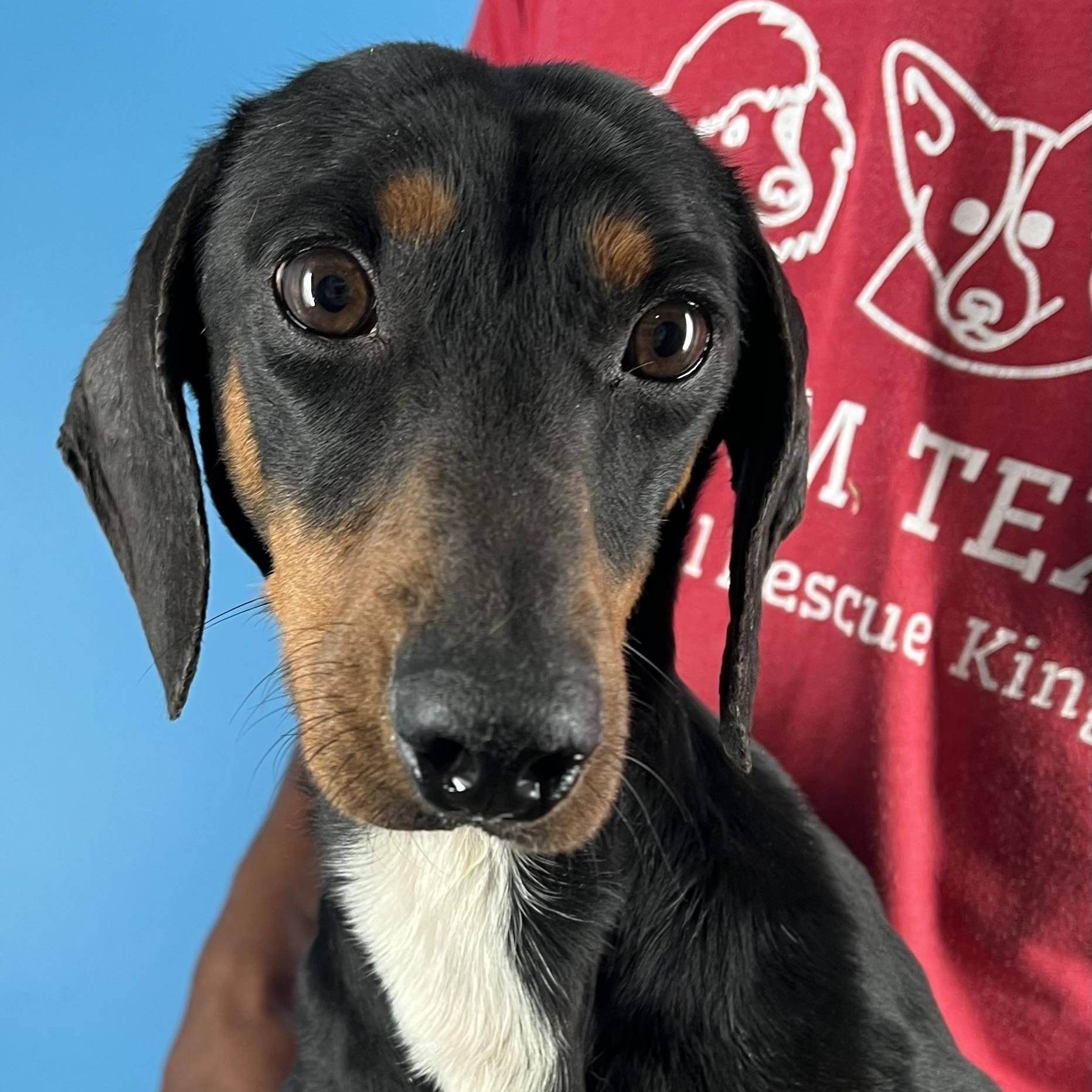Duke - Local February 13-15, adopted, Young Male Dachshund.