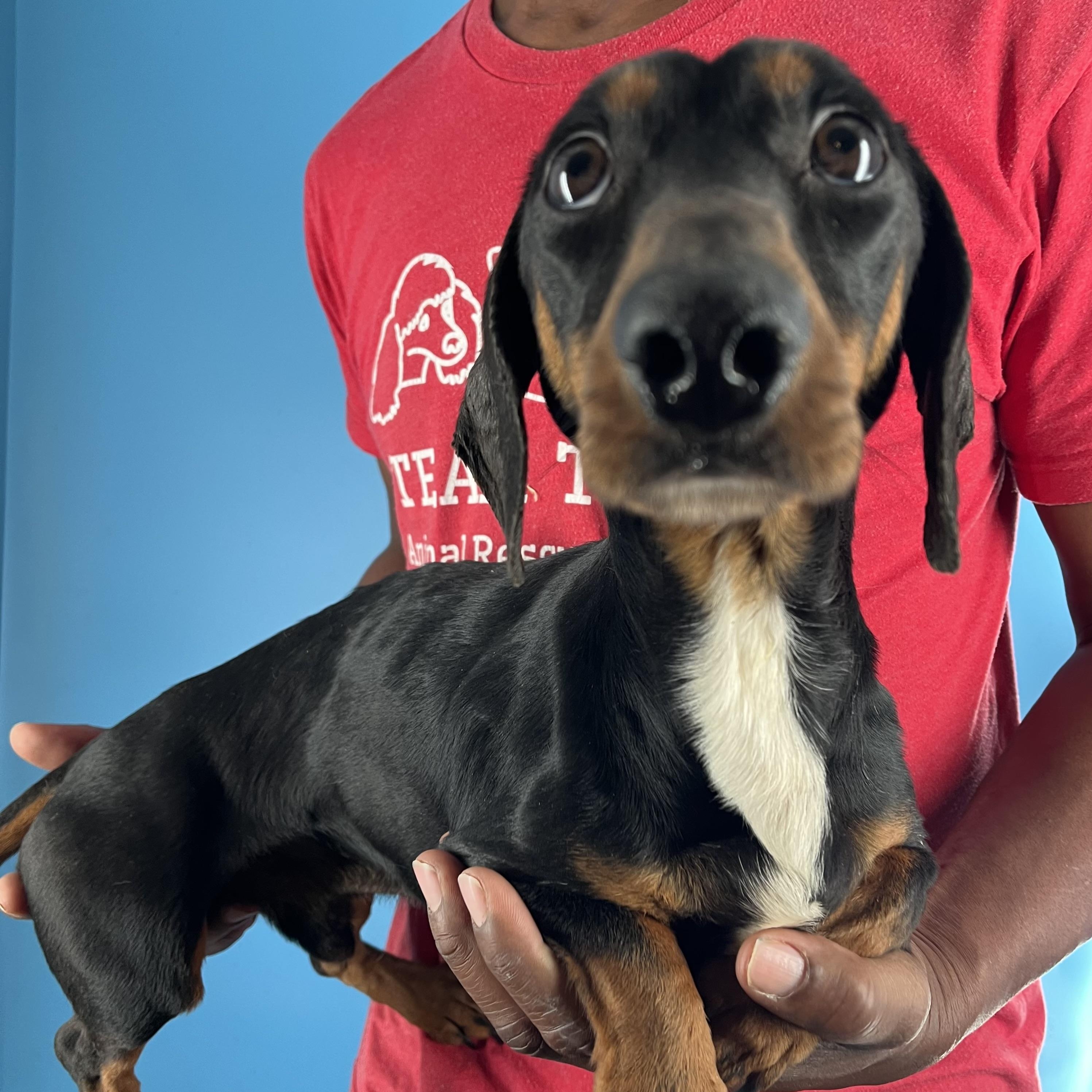 Duke - Local February 13-15, an adopted Dachshund in Happy Valley , OR image 5/6