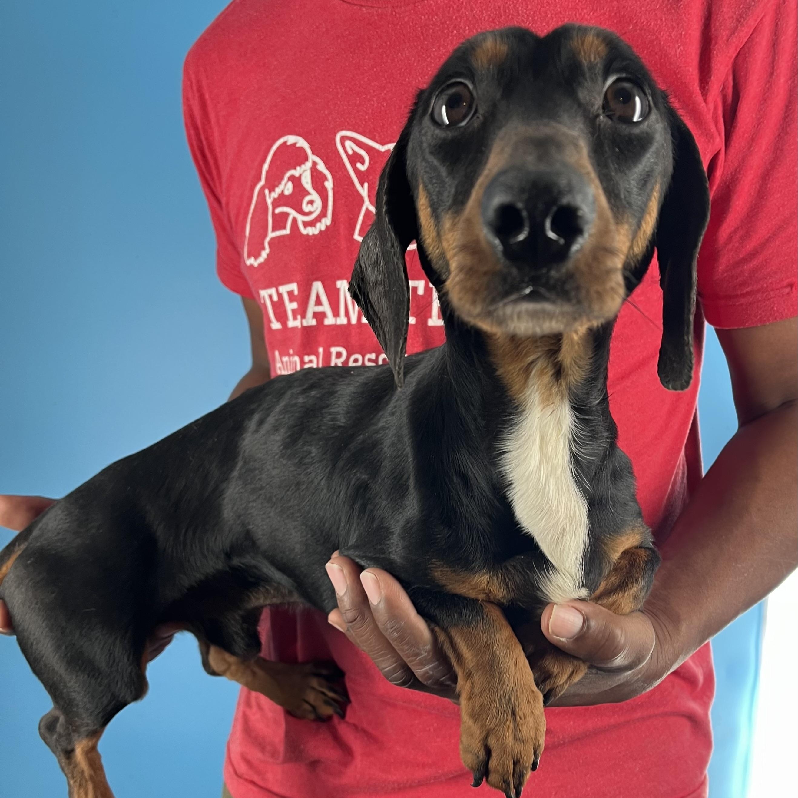 Duke - Local February 13-15, an adopted Dachshund in Happy Valley , OR image 6/6