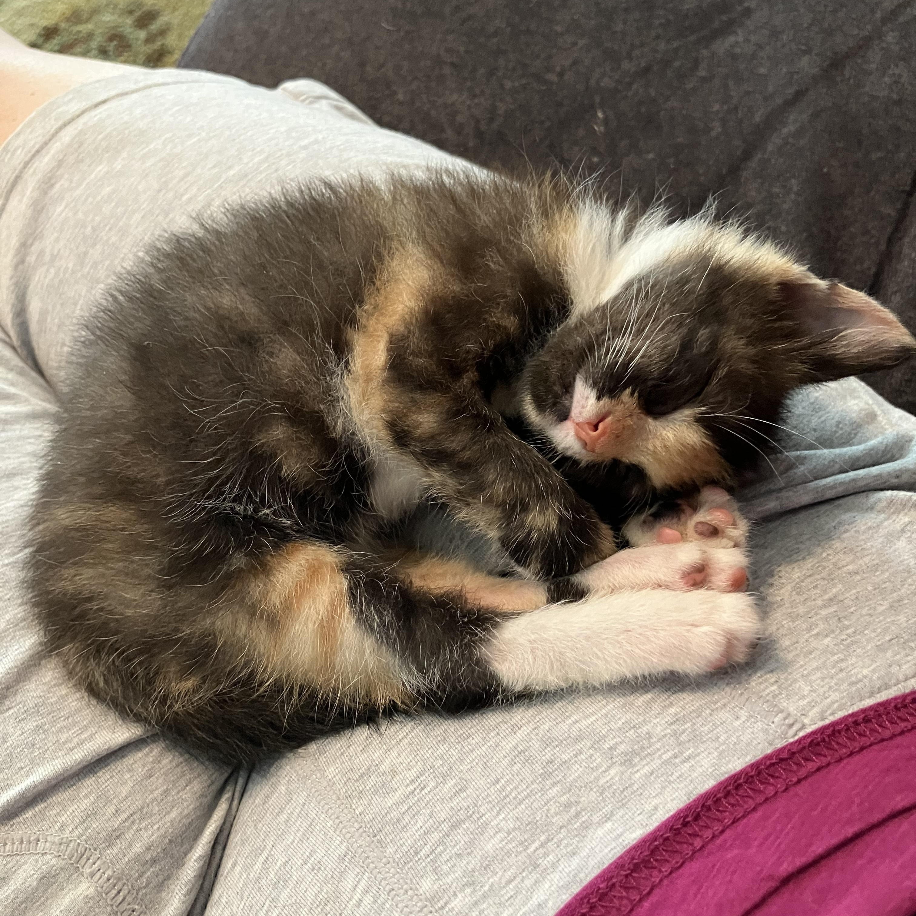 Enlarge Grace, a Adoptable mixed breed in Woodbridge, VA image 2/3