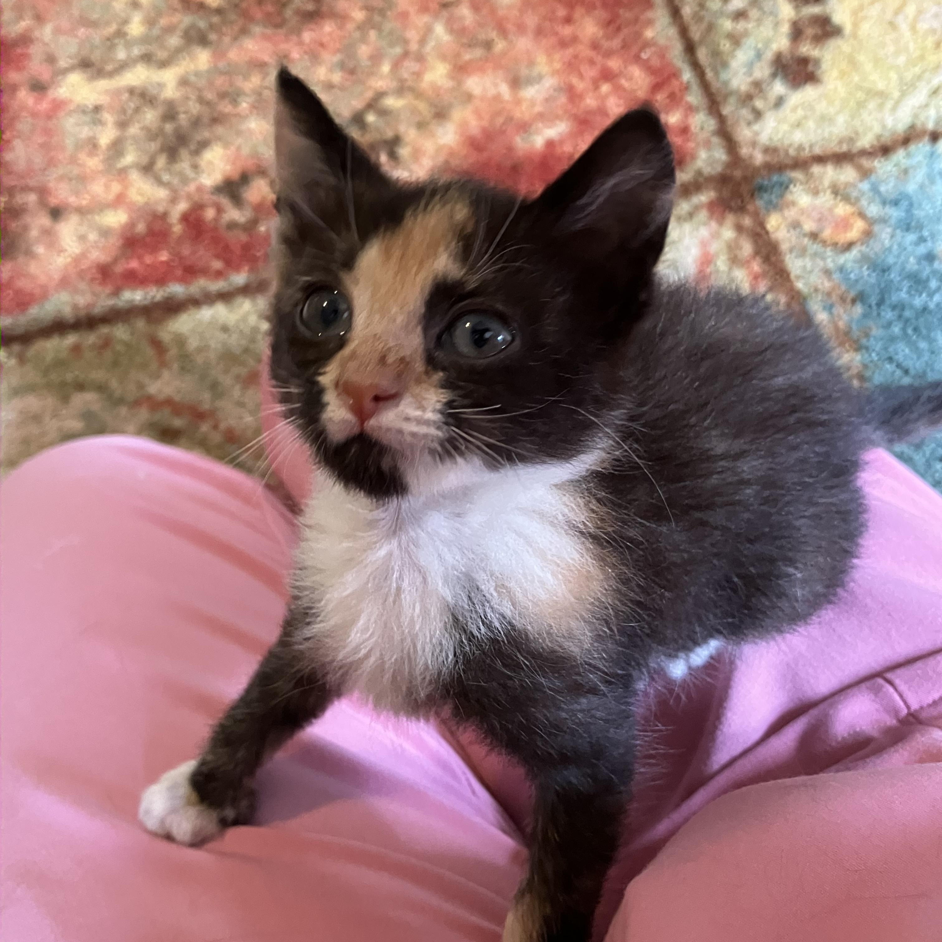 Grace, Adoptable, Kitten Female Torbie.