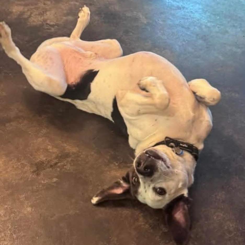 Perry, Adoptable, Adult Male German Shorthaired Pointer & Mixed Breed.