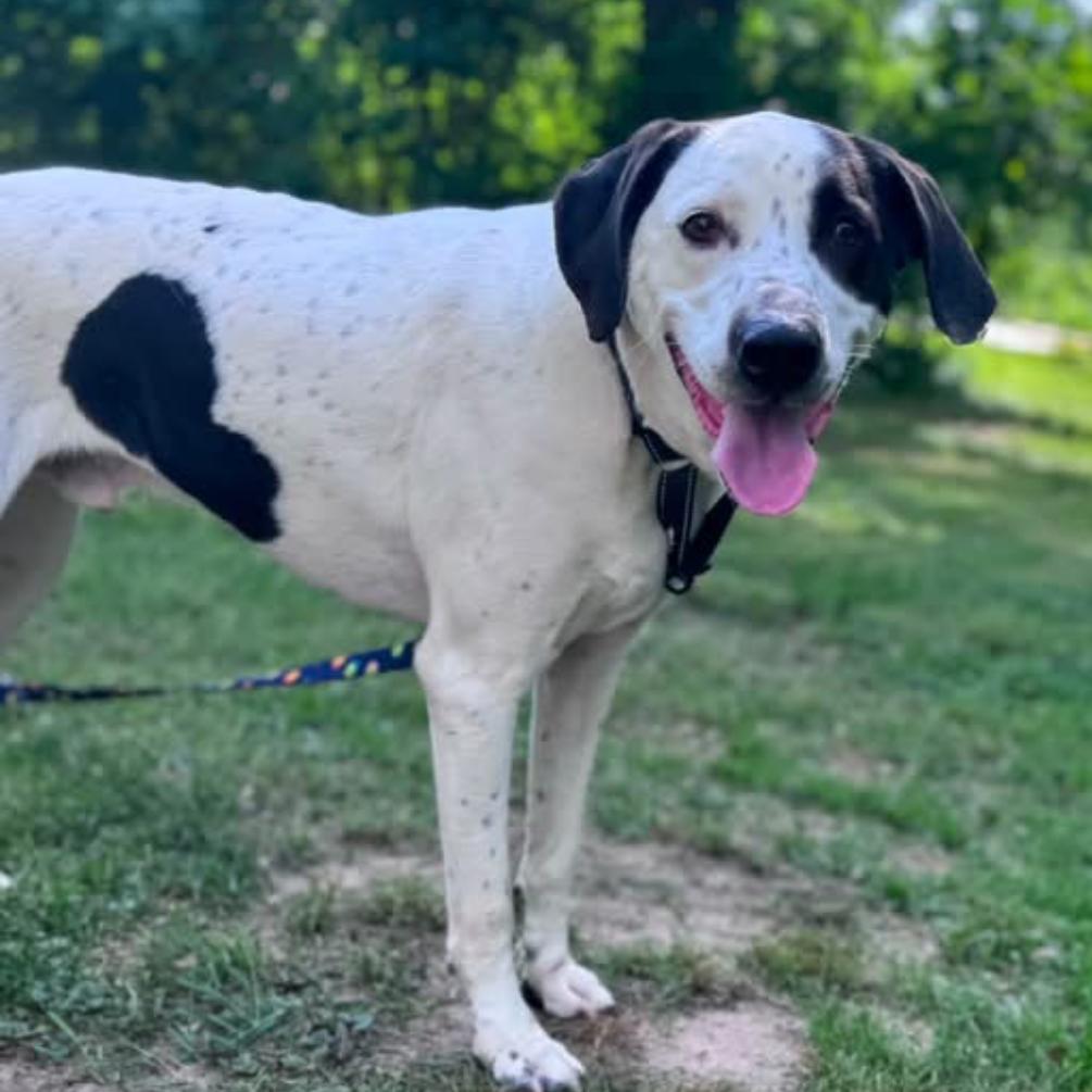 Enlarge Perry, a Adoptable mixed breed in Brainerd, MN image 2/6