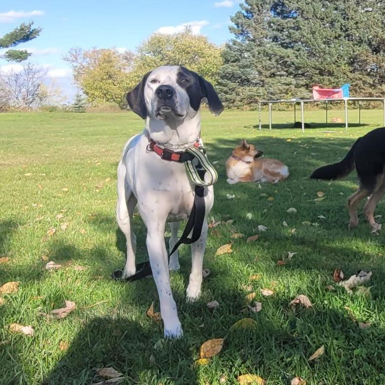 Enlarge Perry, a Adoptable mixed breed in Brainerd, MN image 5/6