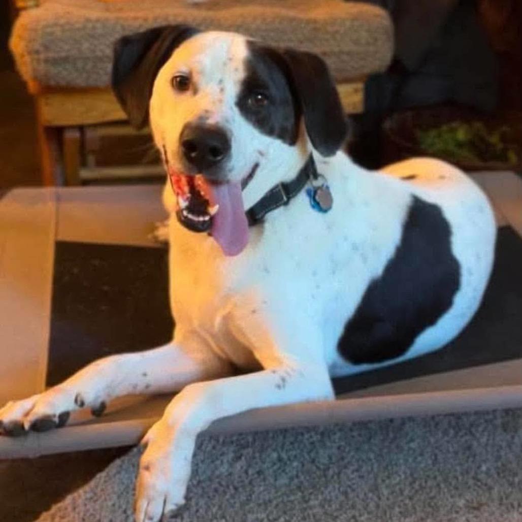Enlarge Perry, a Adoptable mixed breed in Brainerd, MN image 6/6