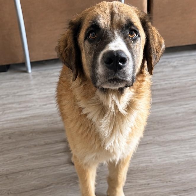 Pearl, Adopted, Adult Female Great Pyrenees.