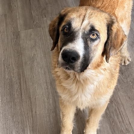 Enlarge Pearl, a Adopted mixed breed in Port Chester, NY image 2/6