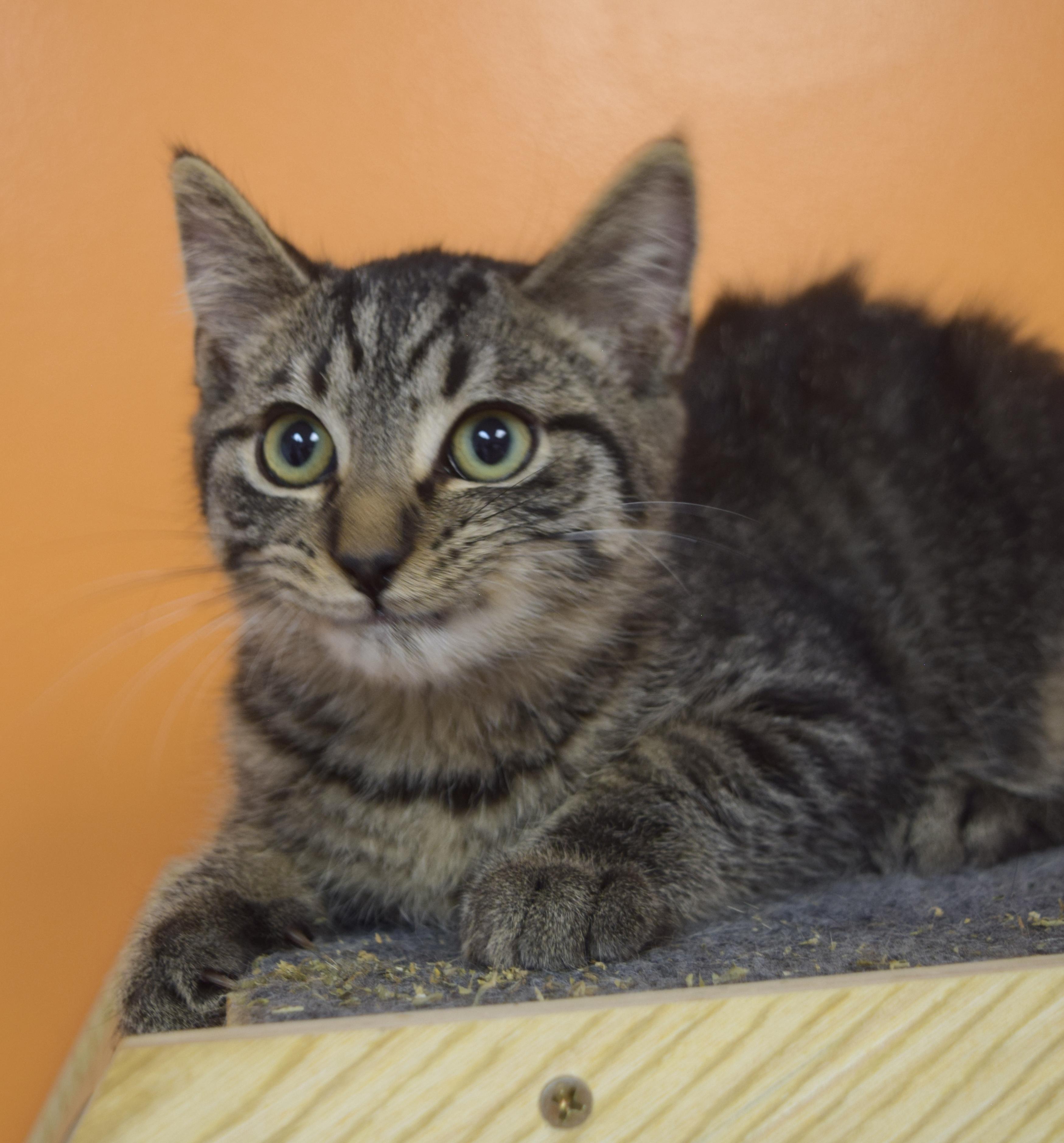 Enlarge Flint, a Adoptable Domestic Short Hair in Muncie, IN image 3/3