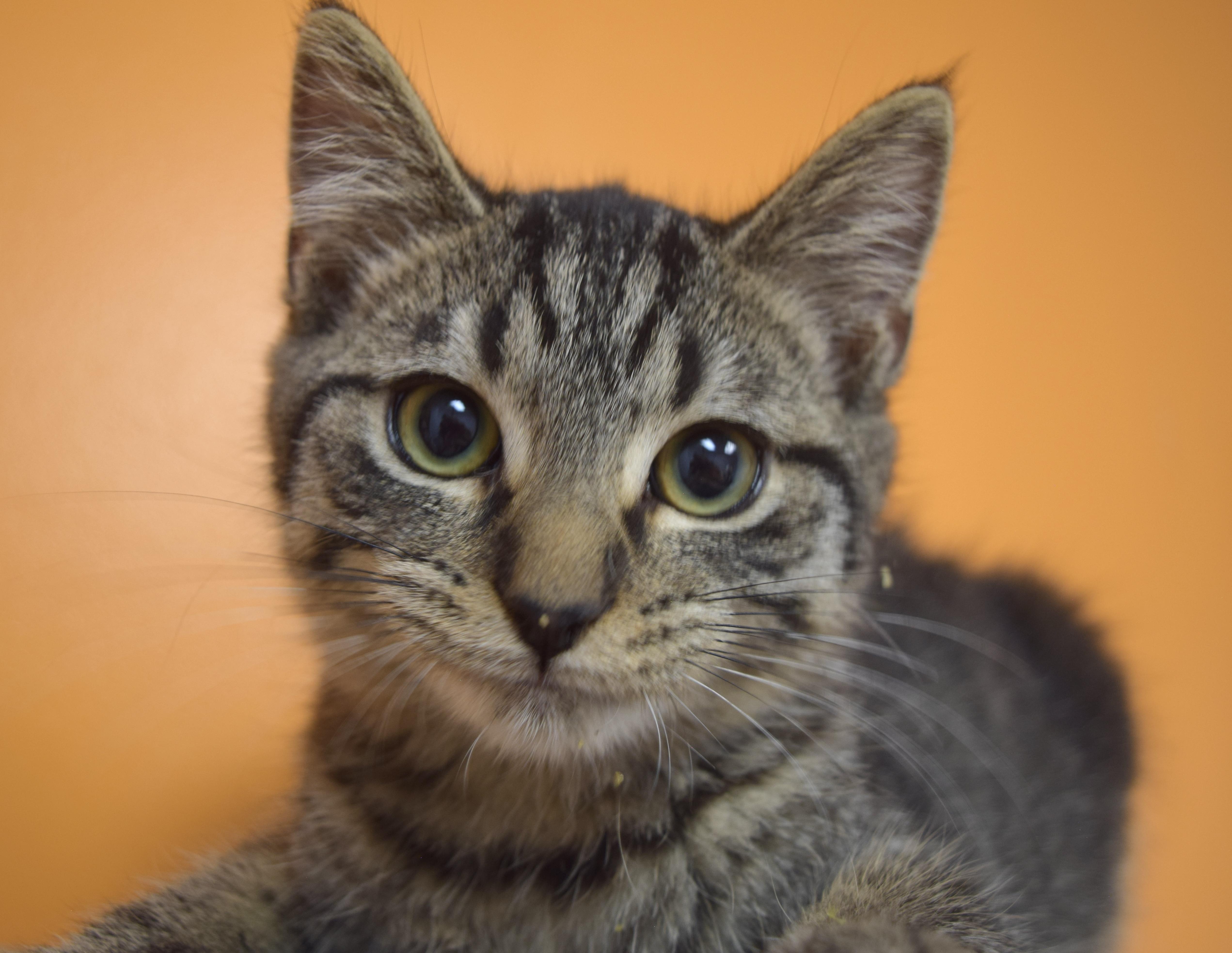 Flint, Adoptable, Kitten Male Domestic Short Hair.
