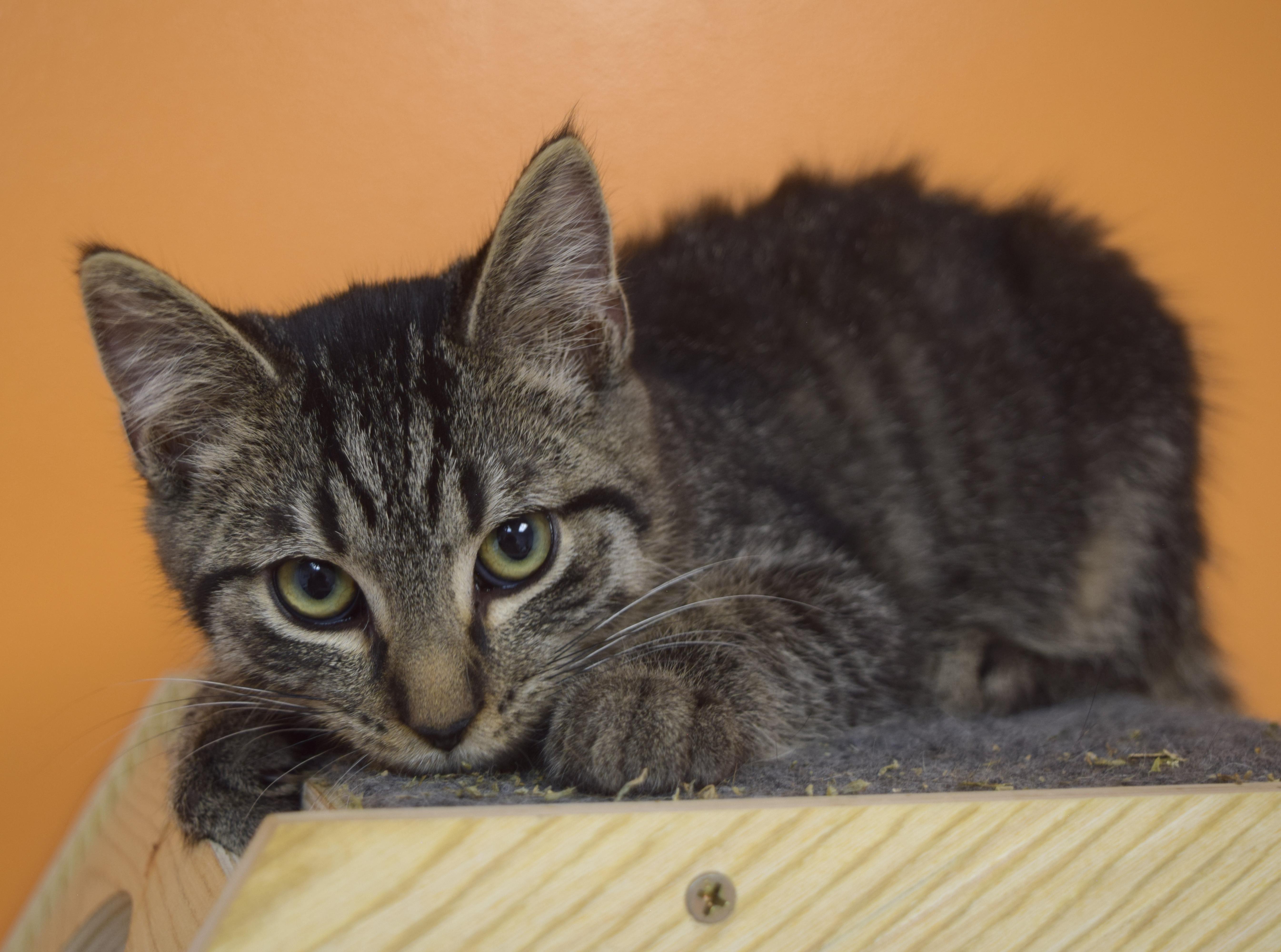 Enlarge Flint, a Adoptable Domestic Short Hair in Muncie, IN image 2/3