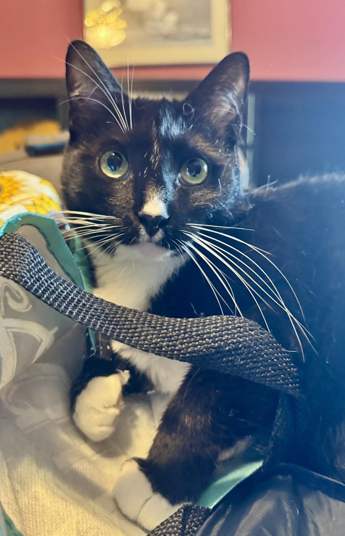 Gucci, Adoptable, Adult Male Tuxedo.