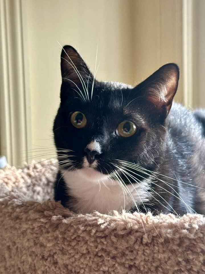 Enlarge Gucci, a Adoptable Tuxedo in Columbia, SC image 2/3