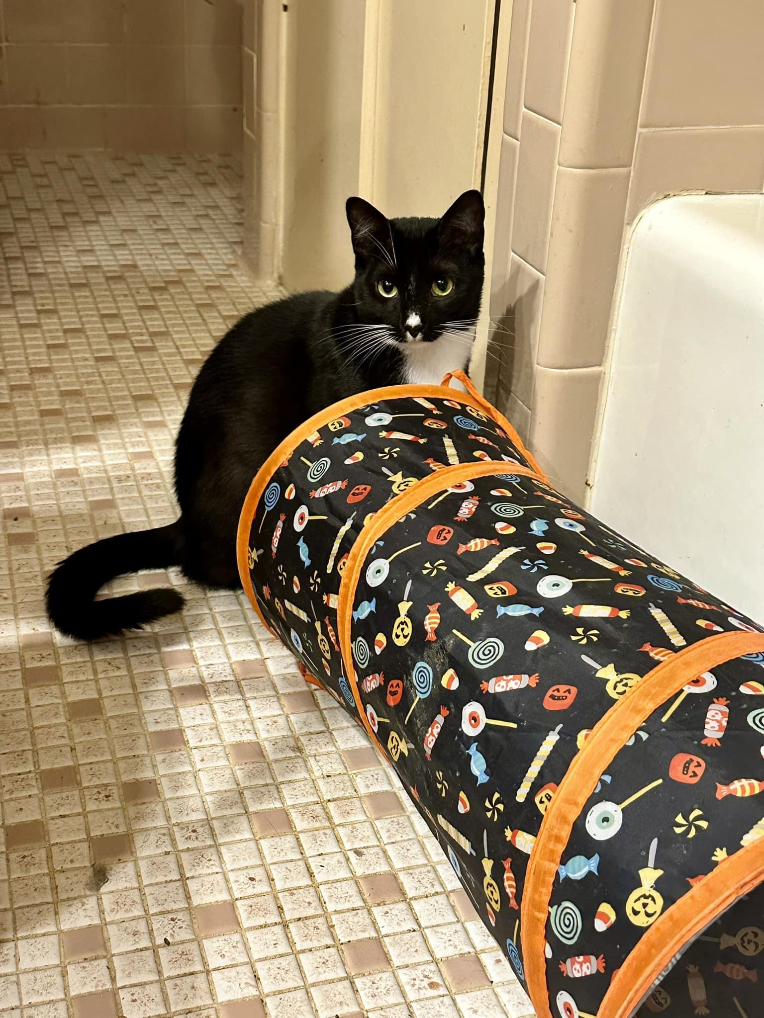 Enlarge Gucci, a Adoptable Tuxedo in Columbia, SC image 3/3