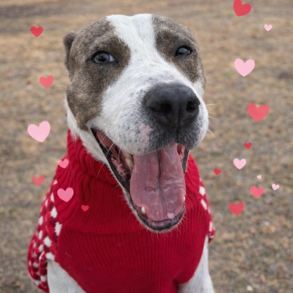 Apple Dumpling, a ADOPTABLE mixed breed in Austin, TX image 6/6