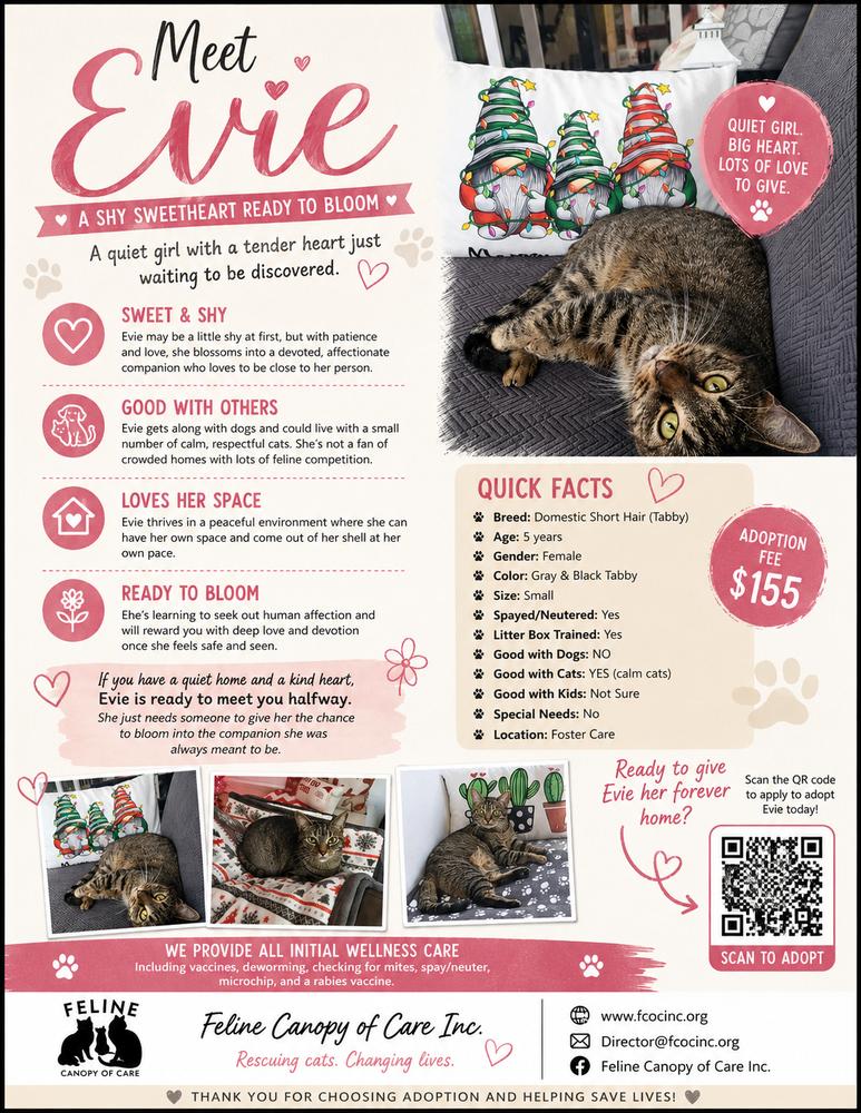 Enlarge Evie, a Adoptable mixed breed in Saint Augustine, FL image 1/6