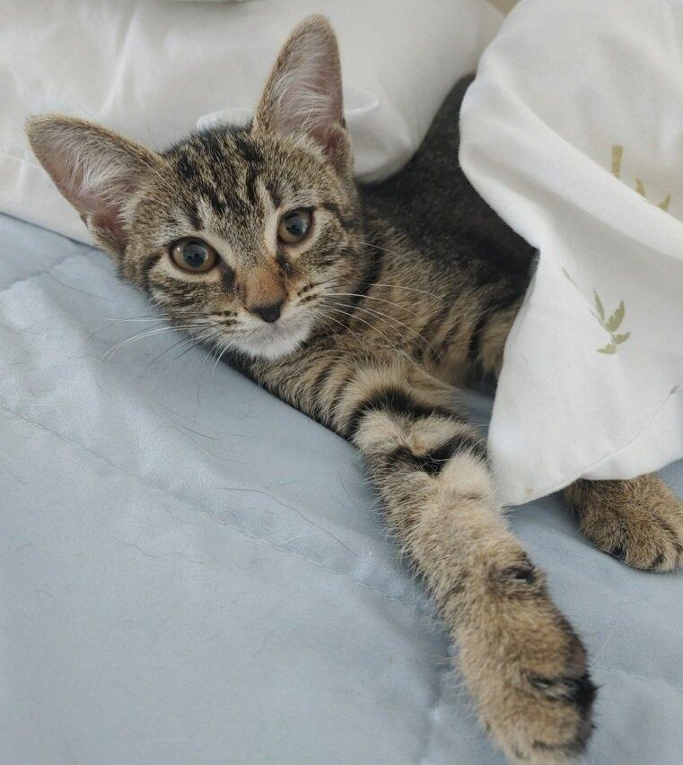 Evie, Adoptable, Adult Female Tabby.