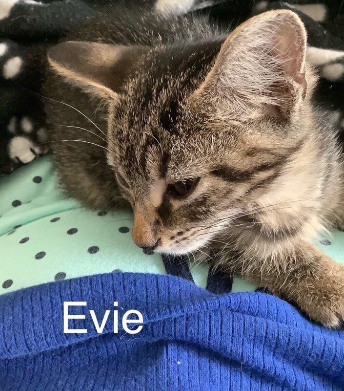 Enlarge Evie, a Adoptable mixed breed in Saint Augustine, FL image 2/6
