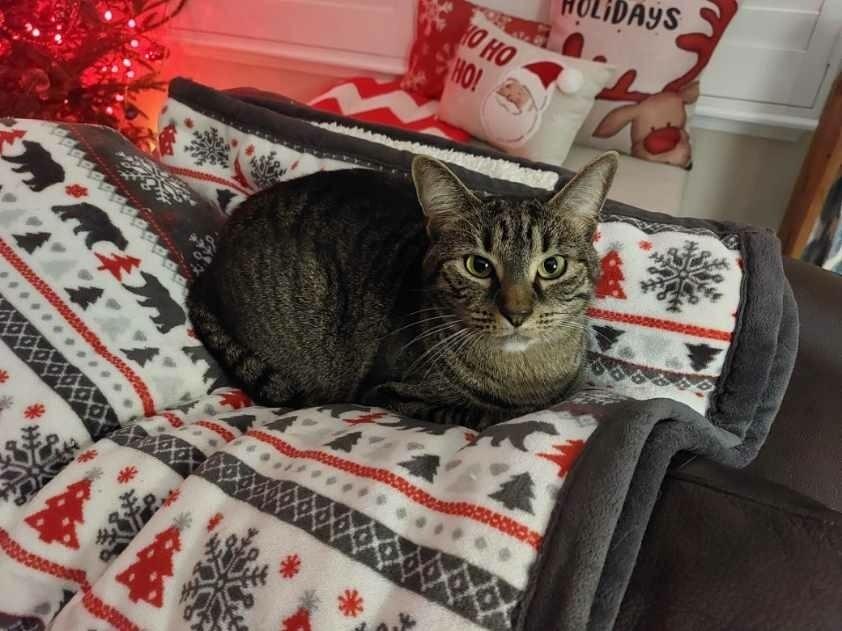 Enlarge Evie, a Adoptable mixed breed in Saint Augustine, FL image 4/6