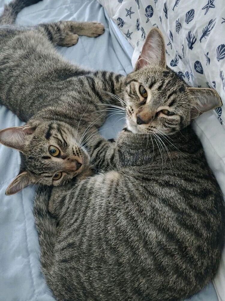 Enlarge Evie, a Adoptable mixed breed in Saint Augustine, FL image 5/6