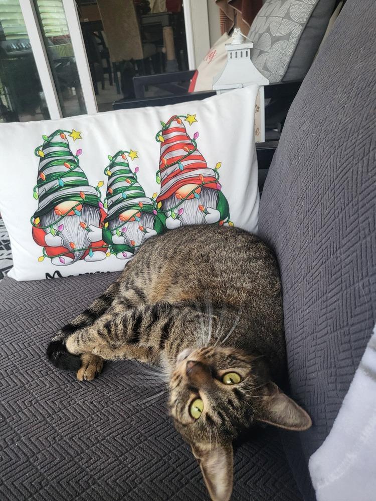 Enlarge Evie, a Adoptable mixed breed in Saint Augustine, FL image 6/6