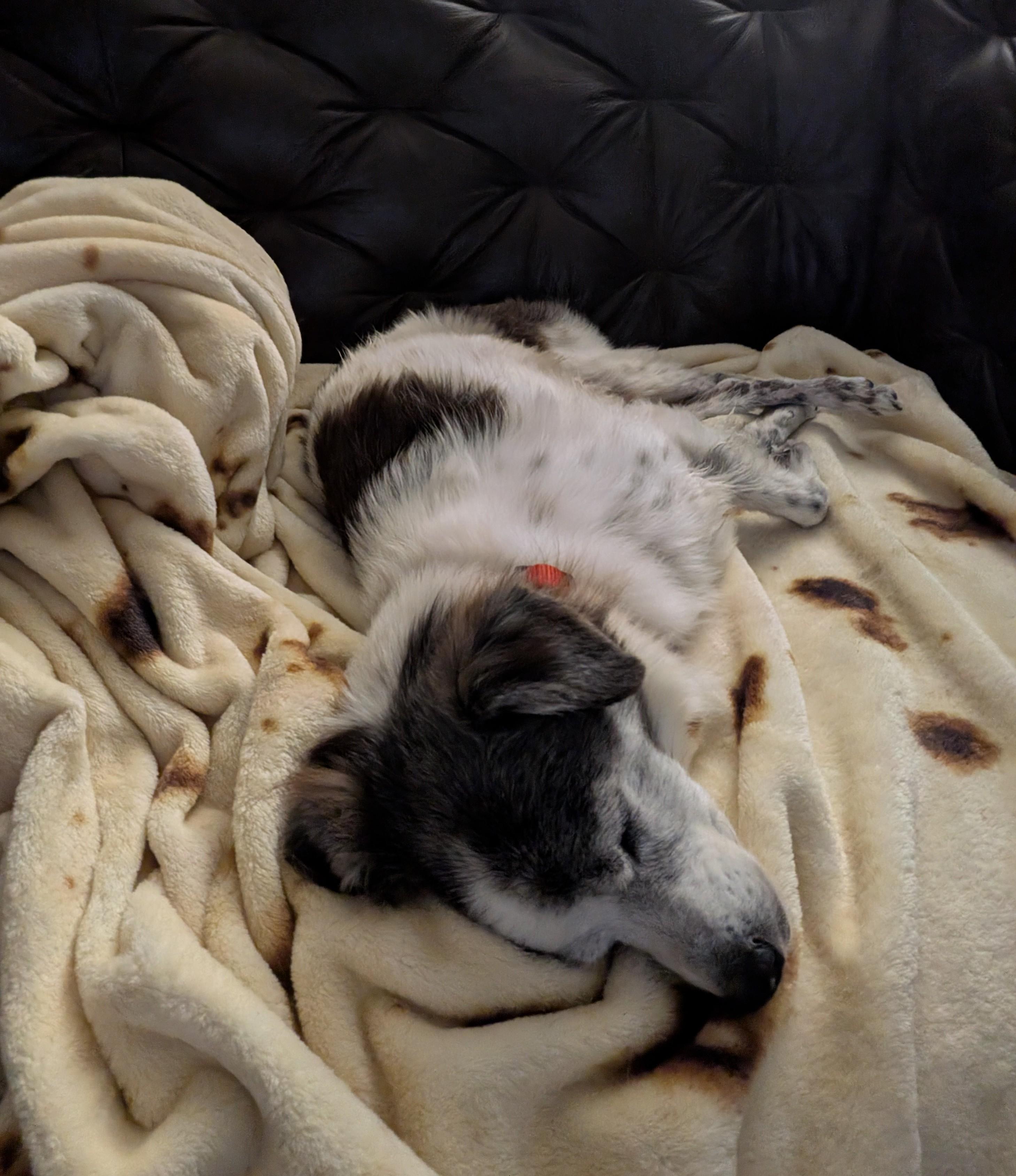 Mi'jo, a Adoptable mixed breed in Houston, TX image 6/6