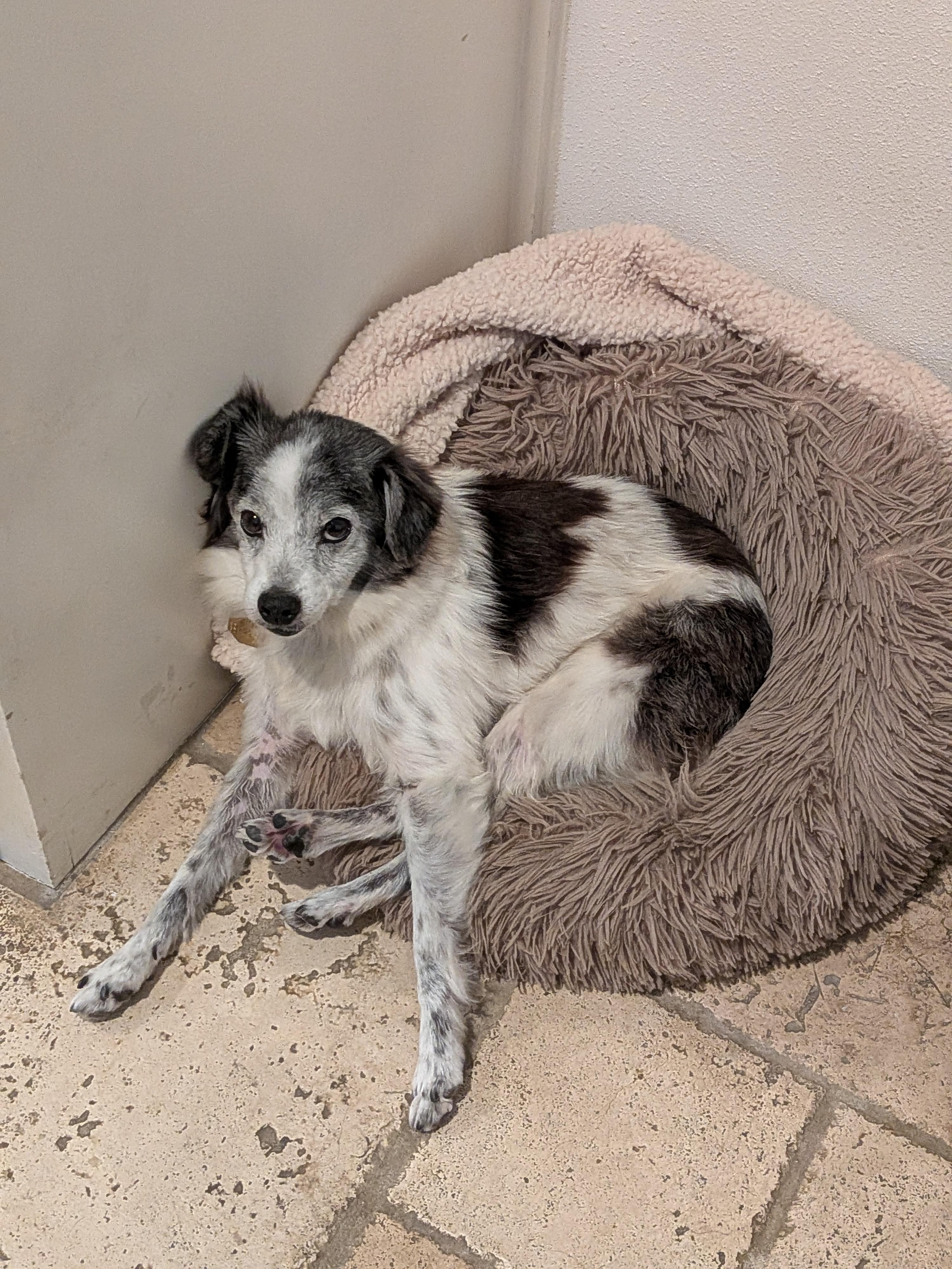 Mi'jo, a Adoptable mixed breed in Houston, TX image 3/6