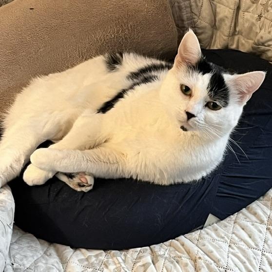 Panda, ADOPTABLE, Young Female Domestic Short Hair.