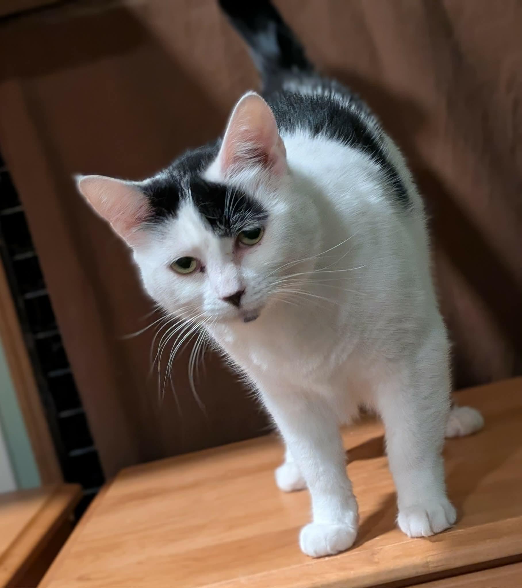 Panda, a ADOPTABLE mixed breed in West Richland, WA image 2/5