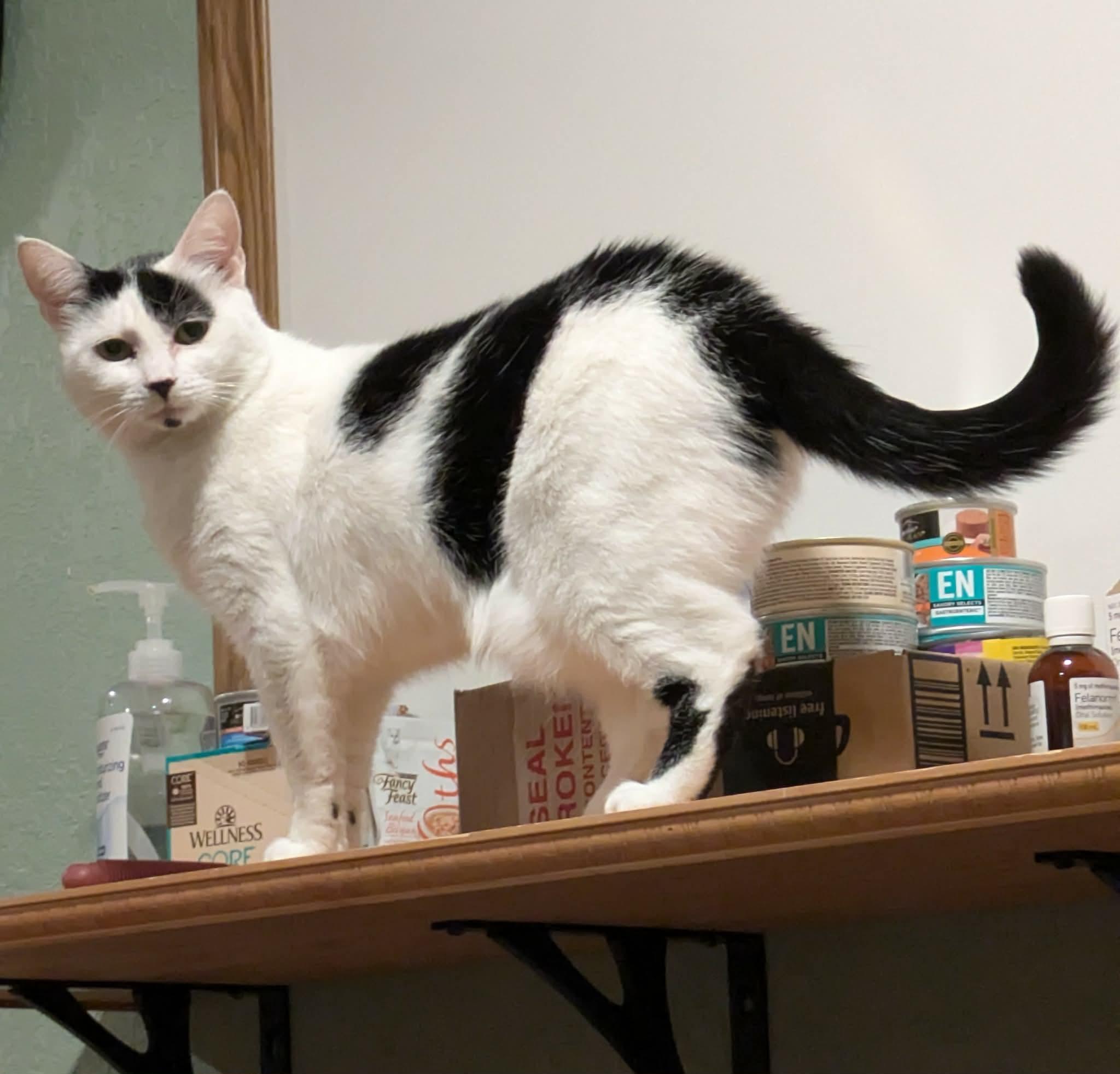 Panda, a ADOPTABLE mixed breed in West Richland, WA image 5/5