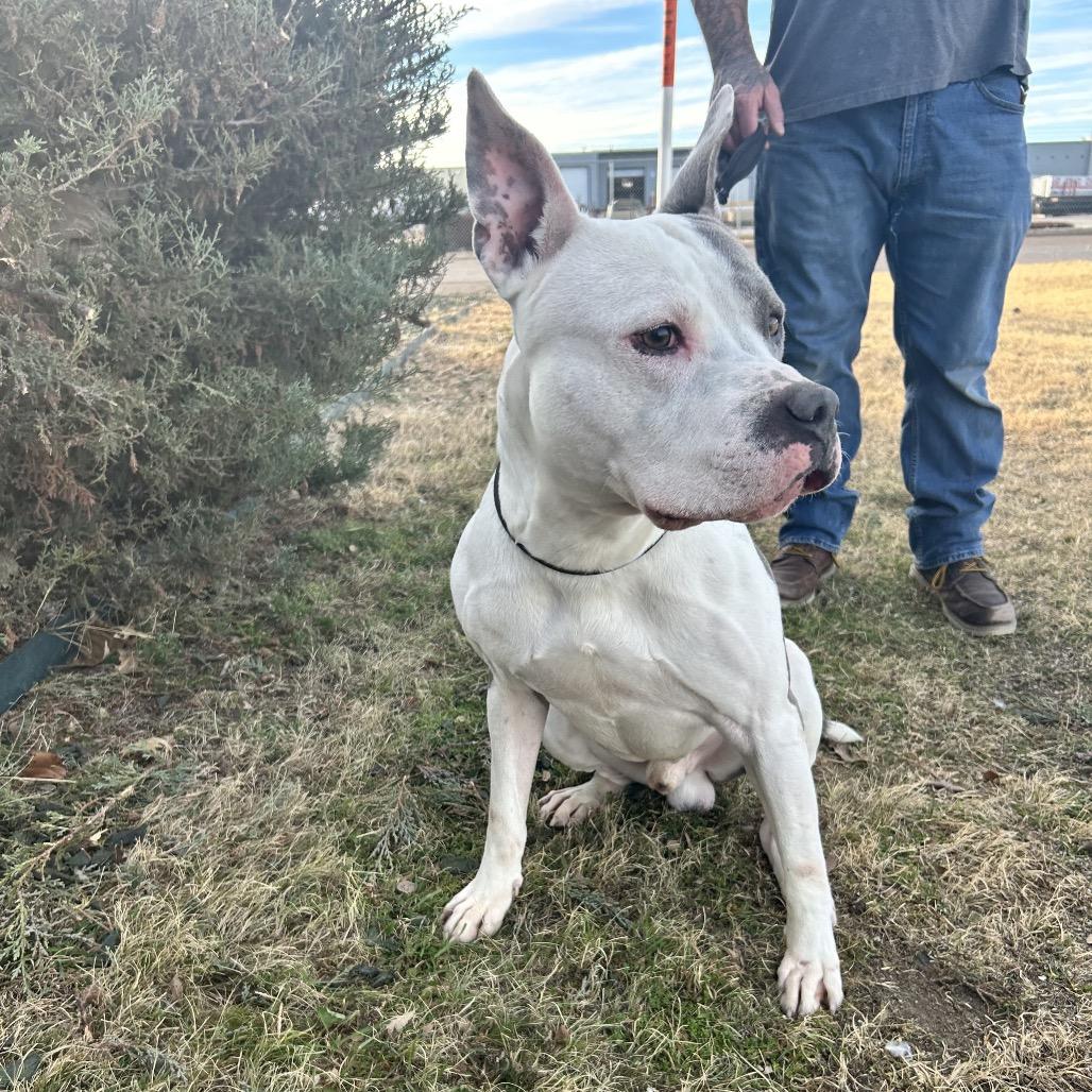 Enlarge Flint, a Adoptable Pit Bull Terrier in Colorado Springs, CO image 1/6