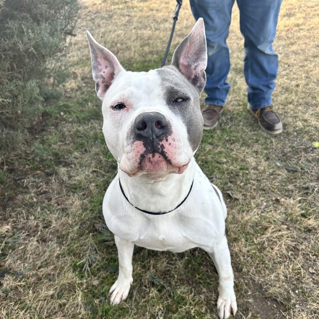 Enlarge Flint, a Adoptable Pit Bull Terrier in Colorado Springs, CO image 2/6