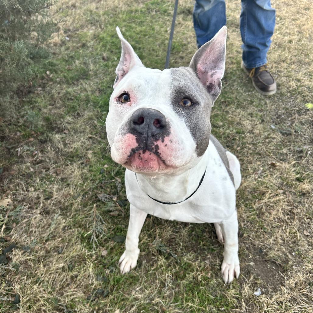 Enlarge Flint, a Adoptable Pit Bull Terrier in Colorado Springs, CO image 3/6