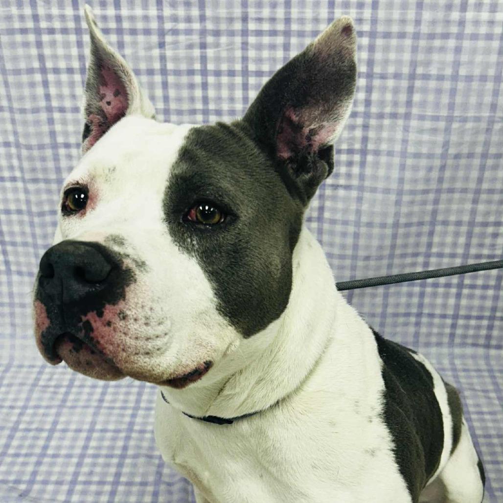 Enlarge Flint, a Adoptable Pit Bull Terrier in Colorado Springs, CO image 4/6