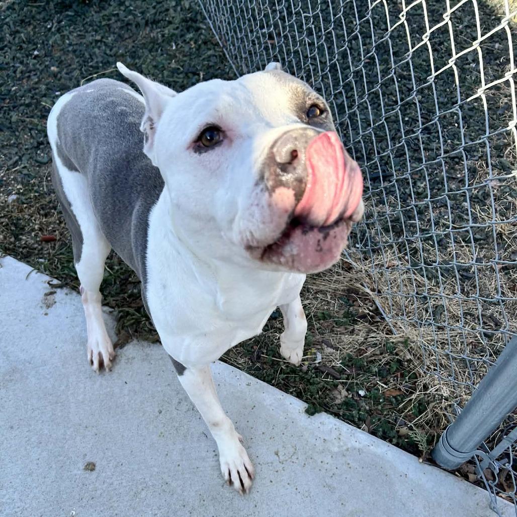 Enlarge Flint, a Adoptable Pit Bull Terrier in Colorado Springs, CO image 5/6
