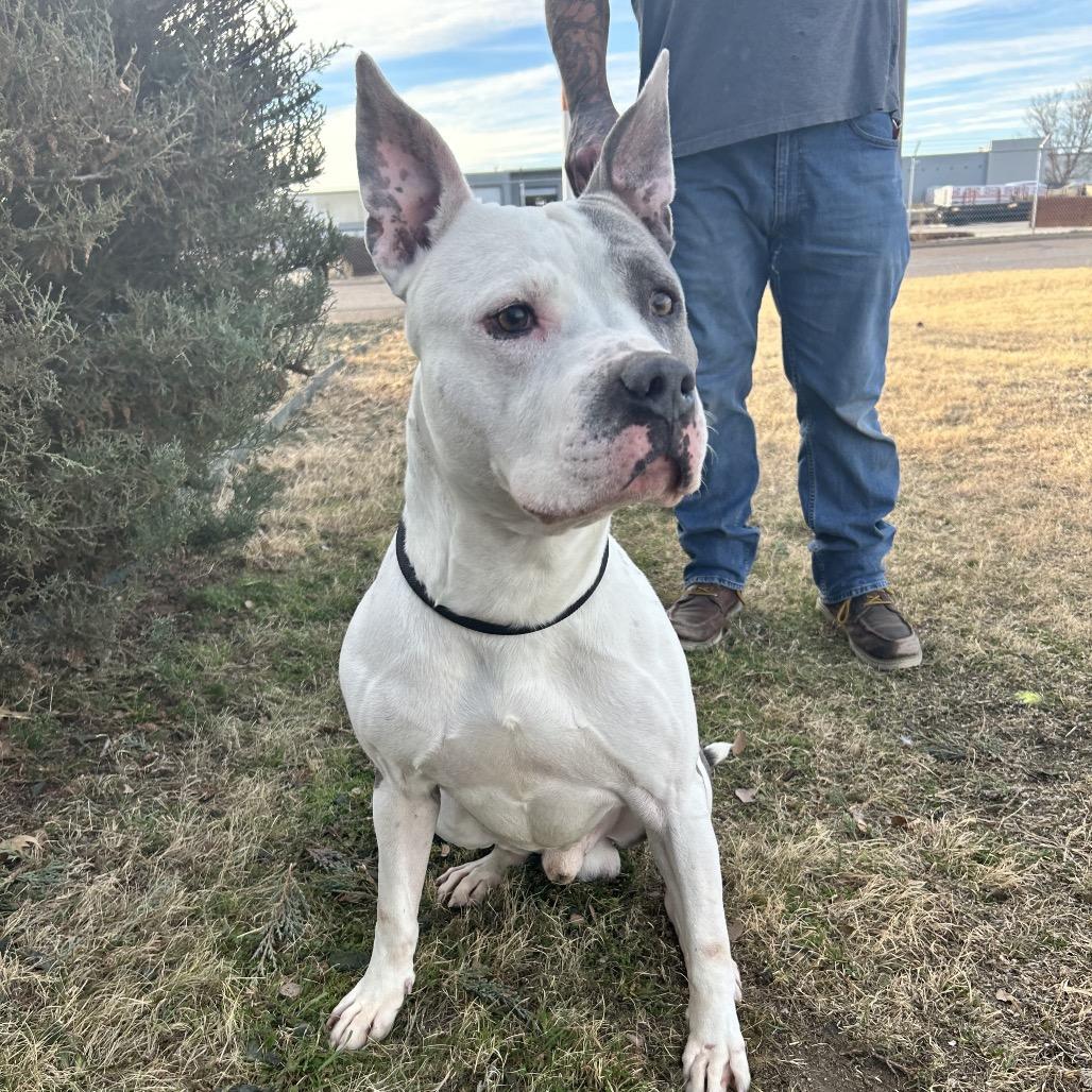 Enlarge Flint, a Adoptable Pit Bull Terrier in Colorado Springs, CO image 6/6