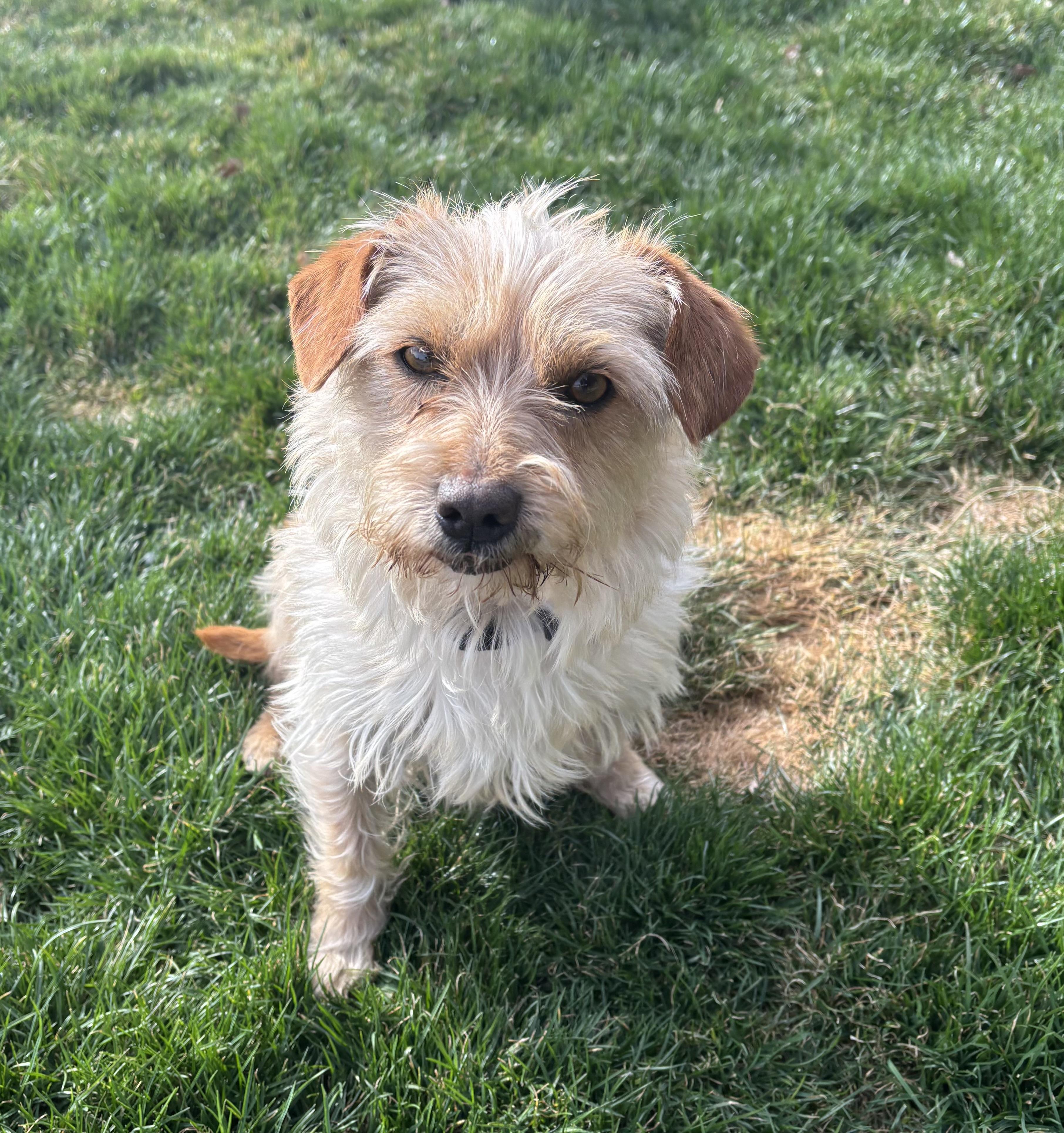 Enlarge Leo, a ADOPTABLE mixed breed in Bonney Lake, WA image 2/4